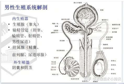 男性生殖器|男性の生殖器系の構造